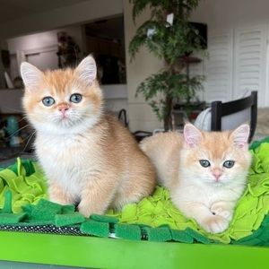 Meet your Posher, Marina